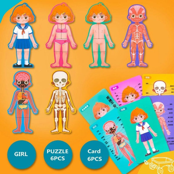 Body Structure Puzzle Wooden Game